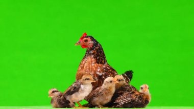Tavuk ve tavuklar yeşil ekranda yatmaya hazır olun, ses 