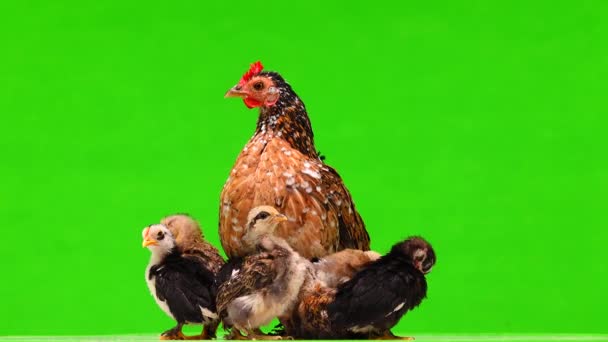 Pollo Gallinas Preparan Para Cama Una Pantalla Verde — Vídeo de stock