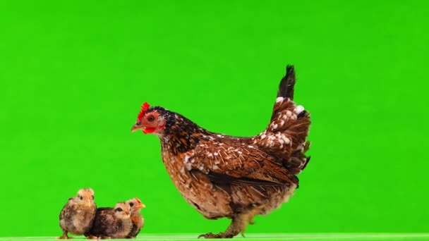 Kuře Jde Kuřata Zeleném Pozadí — Stock video