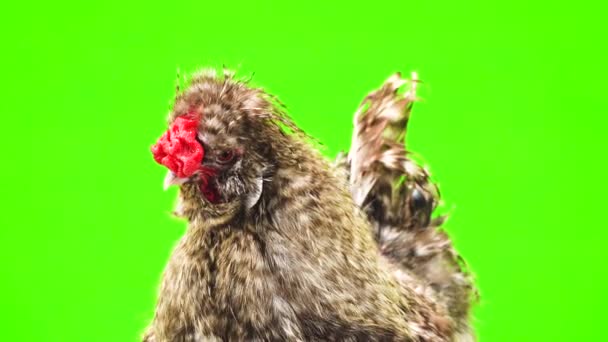 Portrait Chinese Cockerel Green Background — Stock Video