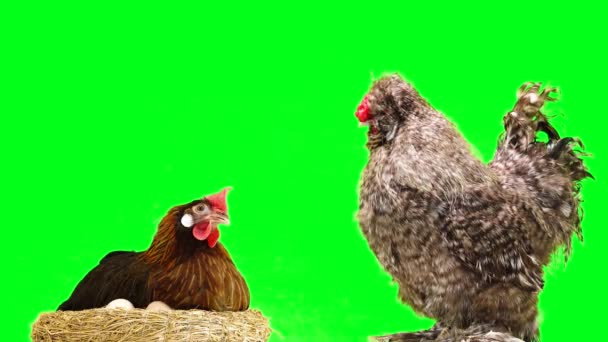 Chicken Sits Nest Rooster Guards Chicken Isolated Green Screen — 비디오