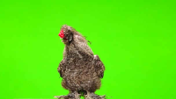 Chinese Cockerel Green Screen — Stock Video