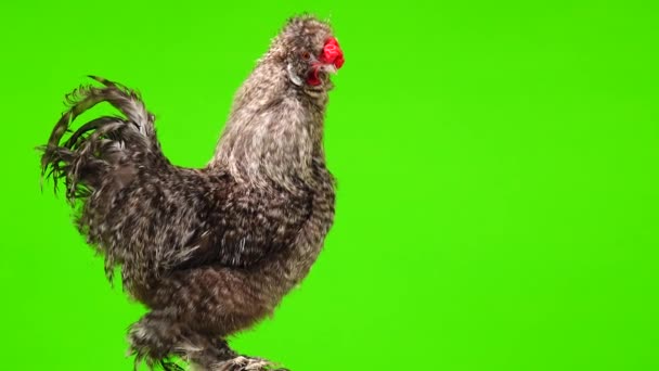 Chinese Cockerel Green Screen — Stock Video