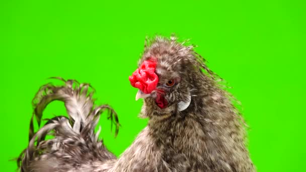 Portrait Chinese Cockerel Green Screen — 비디오