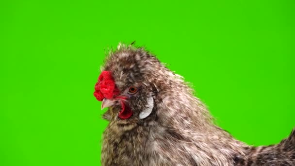 Porträt Eines Chinesischen Hahns Auf Einer Grünen Leinwand — Stockvideo
