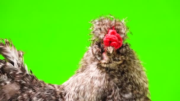 Portrait Chinese Cockerel Green Screen — Stock Video