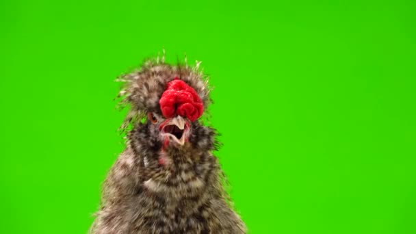 Singing Rooster Green Screen — Stok video