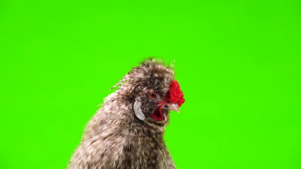 Portrait Rooster Green Screen — Stock Video