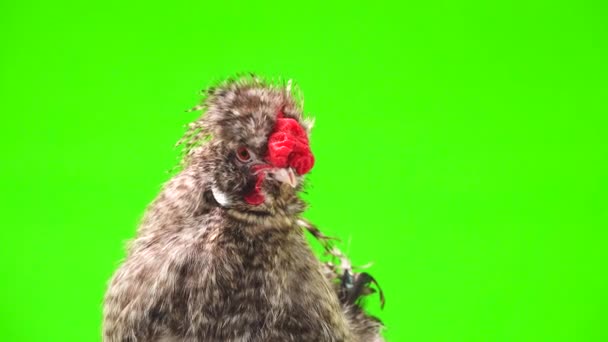 Singing Rooster Green Screen — Stockvideo
