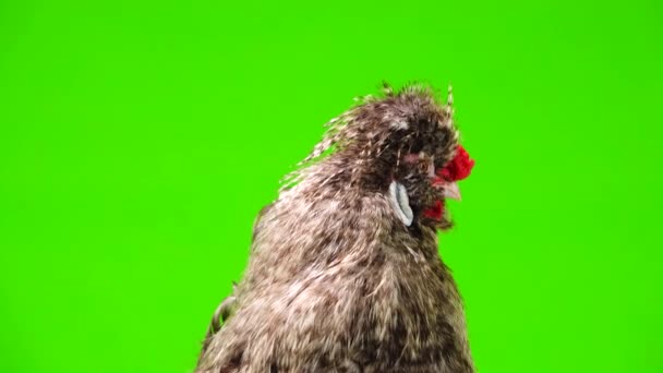 Singing Rooster Green Screen — Stock Video