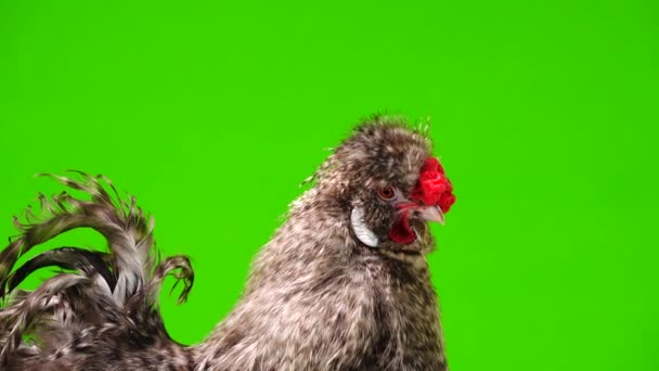 Retrato Gallo Una Pantalla Verde — Vídeo de stock