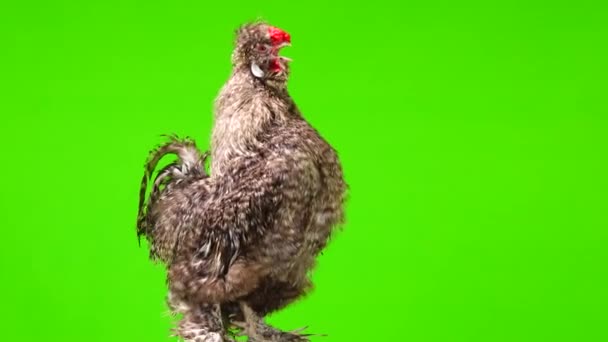 Singing Rooster Green Screen — Stok video