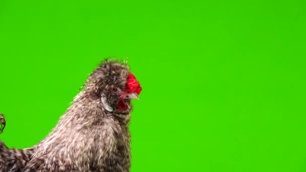 緑の画面上の鶏の肖像画 — ストック動画