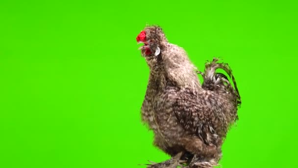 Singing Rooster Green Screen — Stockvideo