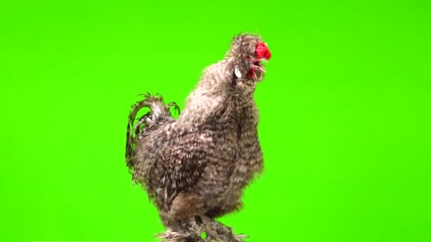雄鶏は緑の画面で二度歌います — ストック動画