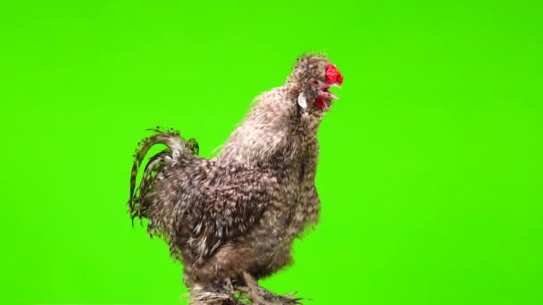 Rooster Sings Twice Green Screen — Stock Video