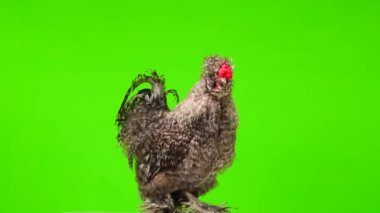 A rooster is singing on a green screen