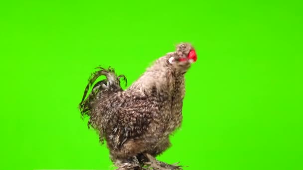 Gallo Canta Dos Veces Una Pantalla Verde — Vídeo de stock