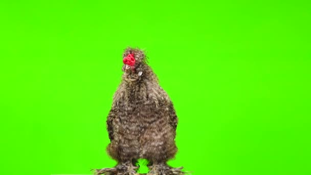 Ένας Κόκορας Τραγουδάει Μια Πράσινη Οθόνη — Αρχείο Βίντεο