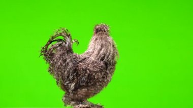 The rooster moves on green screen