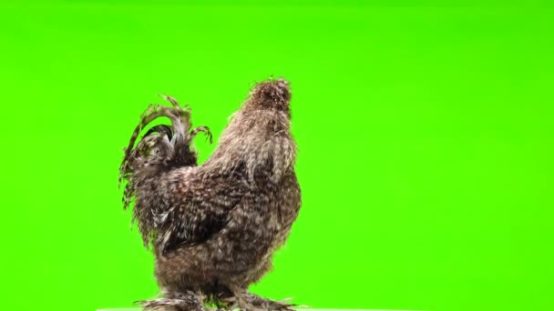 雄鶏は緑色の画面で動きます — ストック動画