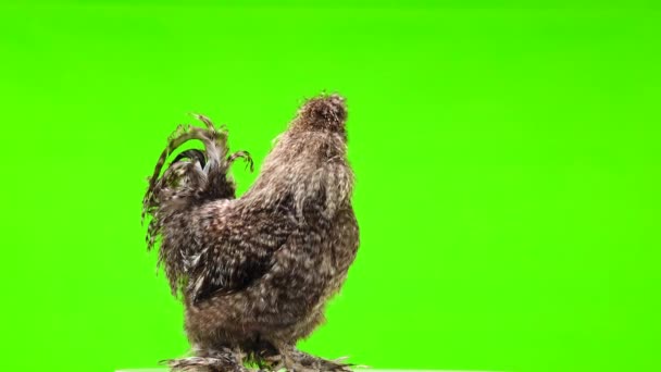 Coq Déplace Sur Écran Vert — Video