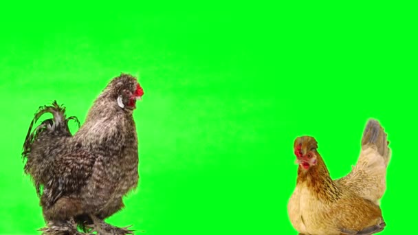 Κόκκορας Και Κοτόπουλο Μια Πράσινη Οθόνη — Αρχείο Βίντεο