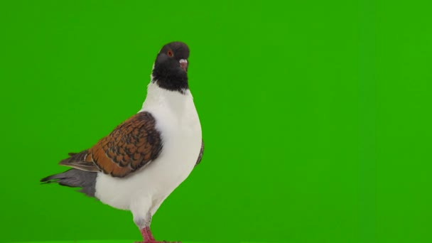 緑の画面に隔離されたドイツの鳩モデナ — ストック動画
