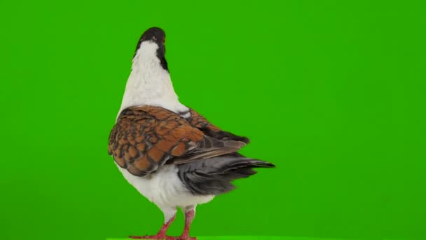 German Pigeon Modena Isolated Green Screen — Stock Video