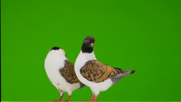 Two German Pigeon Modena Isolated Gren Screen — Stock Video