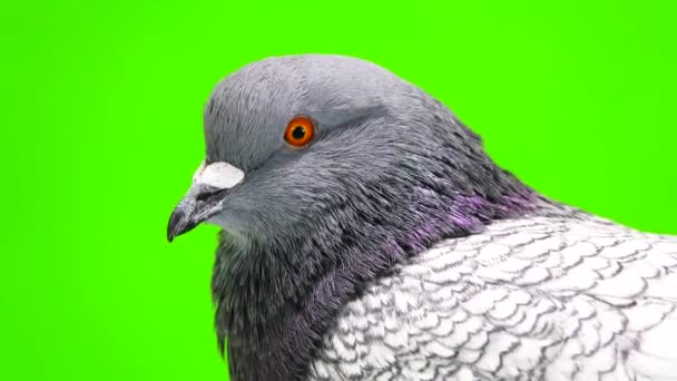 鸽子在绿色背景上的肖像 — 图库视频影像