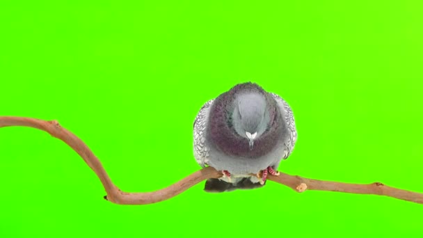 Польський Голуб Рисі Сидить Гілці Дерева Ізольований Зеленому Екрані — стокове відео