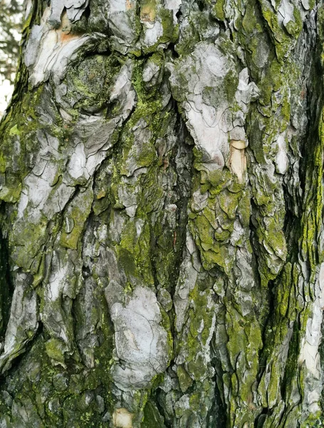 Corteza de árbol en el bosque a finales de otoño . — Foto de Stock