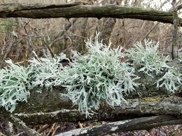 Musgo islandês cresce em uma floresta selvagem no final do outono . — Fotografia de Stock