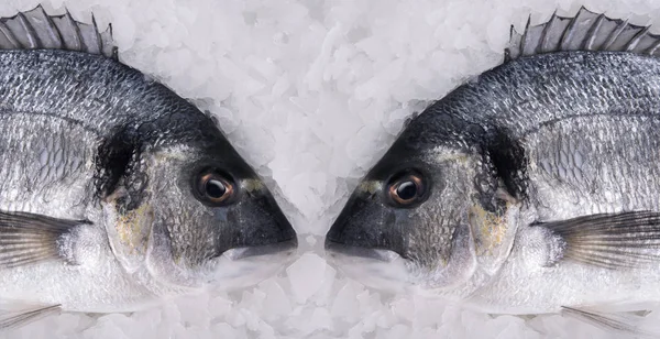 两条多头鱼躺在冰上 — 图库照片