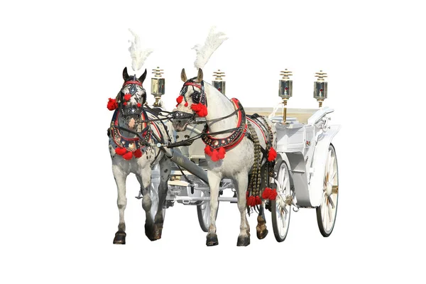 Two beautiful horses harnessed to a elegant carriage isolated on — 스톡 사진