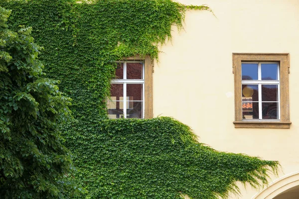 Green ivy on the wall of a house in summer. — Stock Photo, Image