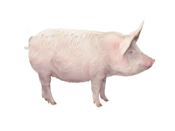 Gros porc isolé sur blanc — Photo