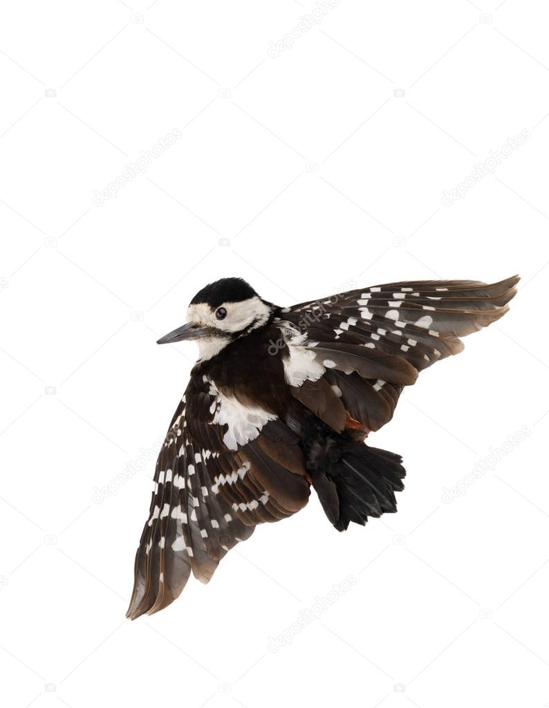 Great Spotted Woodpecker (Dendrocopos major)  in flight, isolate
