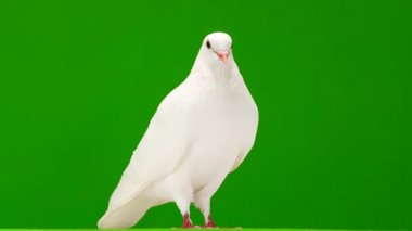 Yeşil ekranda beyaz bir güvercin portresi