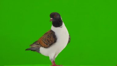 Alman güvercin modenası yeşil ekranda izole edildi