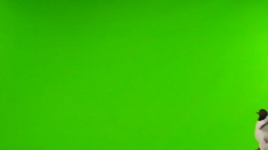 İzole edilmiş yeşil ekranda uçan güvercinler. yavaş çekim