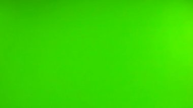 Yavaş çekim, yeşil ekran boyunca uçan bir güvercin..