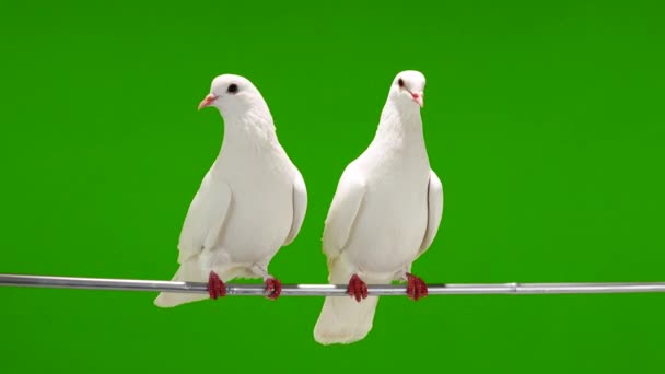Deux colombes blanches sont assises sur une branche d'arbre sur un écran vert .