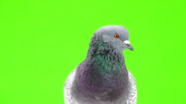 Retrato Pombo Sobre Fundo Verde — Vídeo de Stock