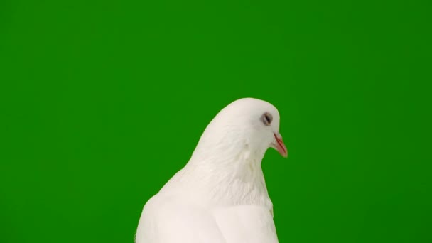 Portrait d'une colombe blanche sur un écran vert 