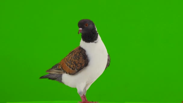 Taubenmodena Isoliert Auf Grünem Bildschirm — Stockvideo