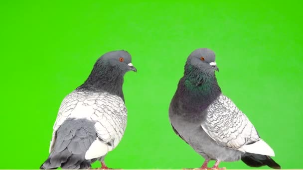 Two Polish Lynx Dove Isolated Green Screen — Stock Video