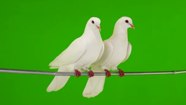 Deux colombes blanches sont assises sur une branche d'arbre sur un écran vert .