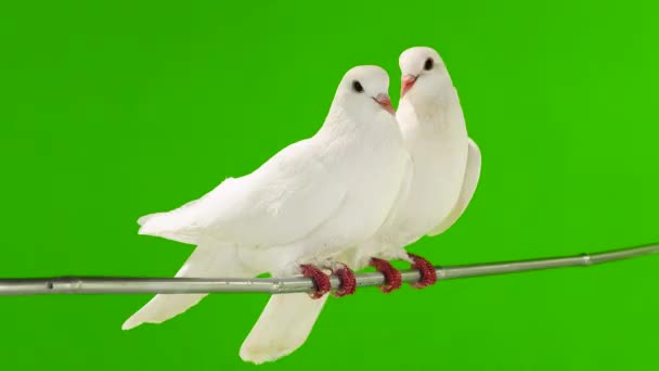 Dos Palomas Blancas Están Sentadas Una Rama Árbol Una Pantalla — Vídeo de stock